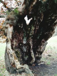 Close-up of tree