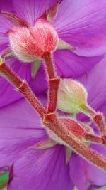 Close-up of purple flower