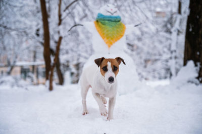 Portrait of dog standing on snow covered field