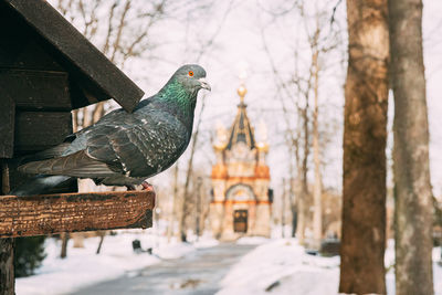 Bird perching on snow covered landscape