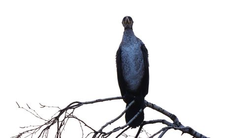 Low angle view of bird perching on white background