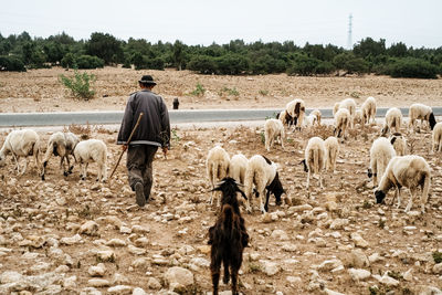 Rear view of shepherd walking with sheep on field