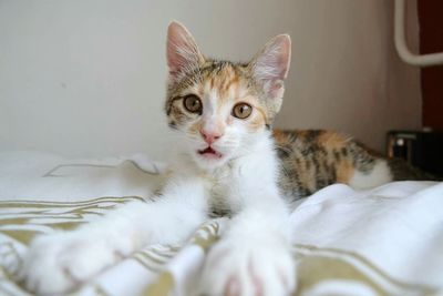 Portrait of cat on bed