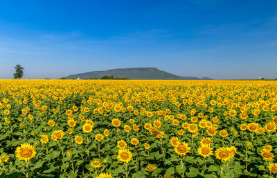 Scenic view of oilseed rape field against sky