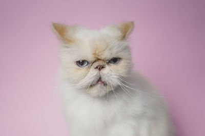 Close-up portrait of a cat