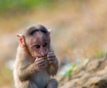 Close-up of cute baby monkey.