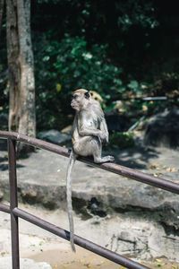 Monkey sitting on tree