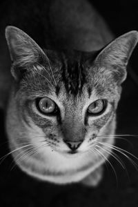 Close-up portrait of tabby cat against black background