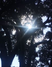 Low angle view of trees against sky