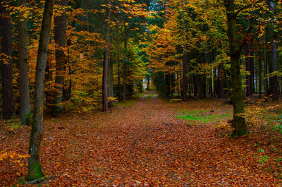 Footpath amidst trees in forest during autumn