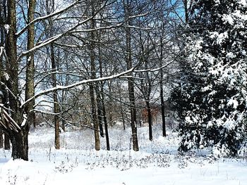 Bare trees on snow covered landscape