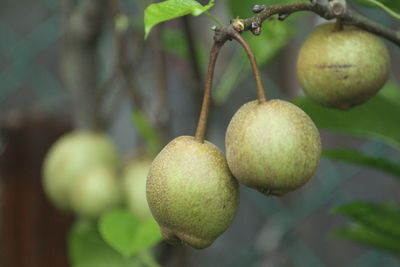 Close-up of fruits growing on tree