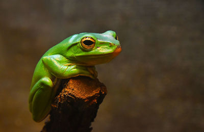 Close-up of green frog on wood