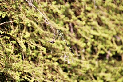 Close-up of butterfly flying