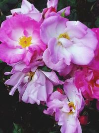Close-up of pink flower