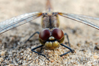 Close-up of insect