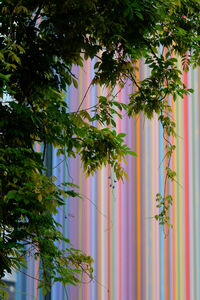 Close-up of plants against trees