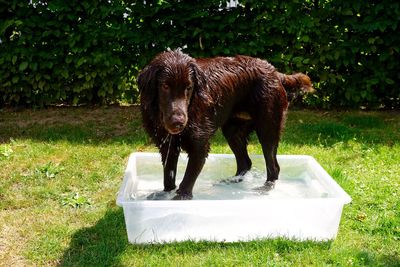 Wet retriever standing in container at backyard