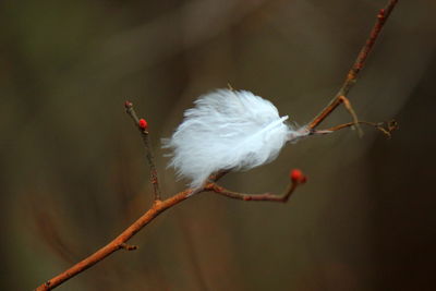 Close-up of plant against blurred background