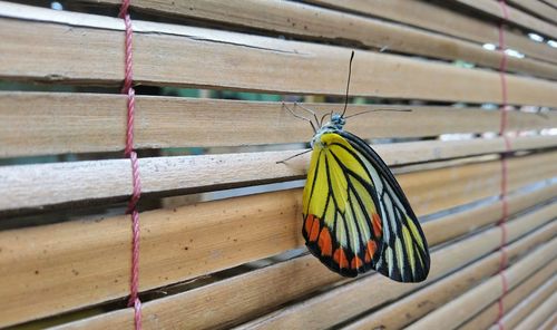 Close-up of butterfly on wood