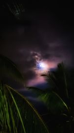 Scenic view of palm trees against sky at night