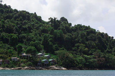 Scenic view of river amidst trees against sky