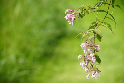 Close-up of pink flowering plant