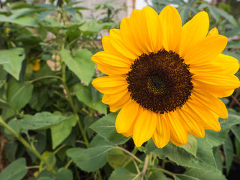 Close-up of sunflower