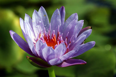 Close-up of pink flower blooming outdoors