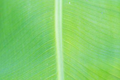Full frame shot of green leaf