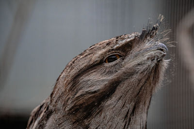 Tawny frogmouth side view