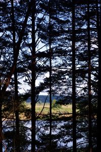 Trees in forest against sky