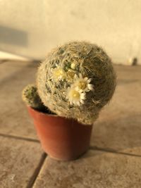 Close-up of potted plant