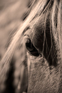 Close-up of a horse