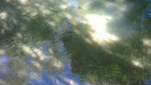 Reflection of trees in water