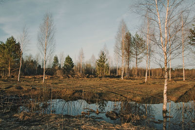 Scenic view of trees against sky