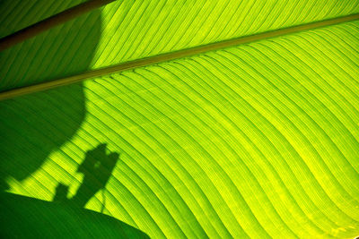 Sunlight falling on palm leaf