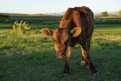 Cow standing in a field