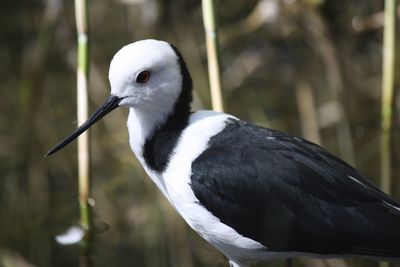 Close-up of white bird
