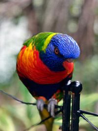 Close-up of rainbow lorikeet perching on gate