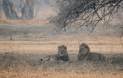 Lions resting on field in forest