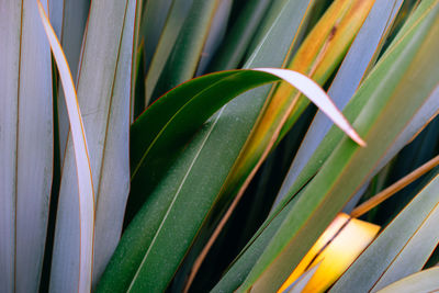 Close-up of green plant