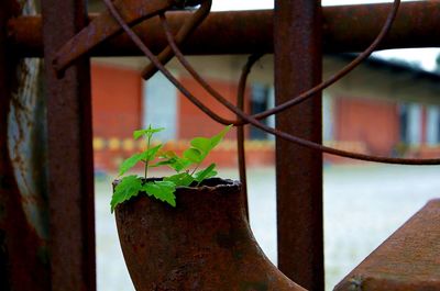 Close-up of potted plant