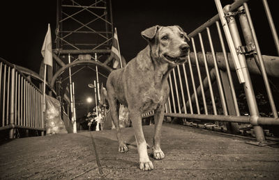 Portrait of dog standing on railing
