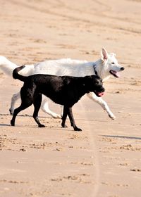 Dog walking on sand at beach