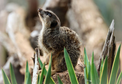 Close-up of an animal