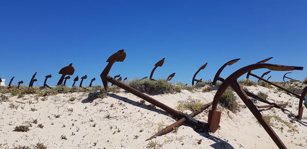 Cactus growing on field against clear blue sky