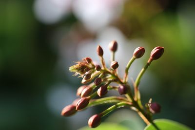 Close-up of plant