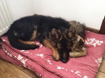 Close-up of dog sleeping on bed at home