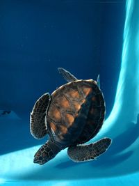 Close-up of turtle swimming in sea